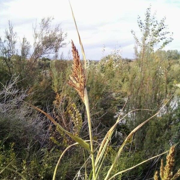 Sorghum halepense পাতা