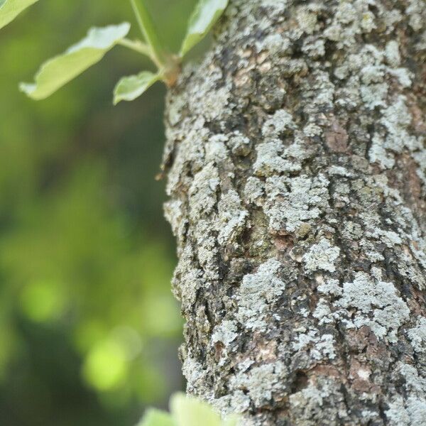 Dombeya rotundifolia 樹皮