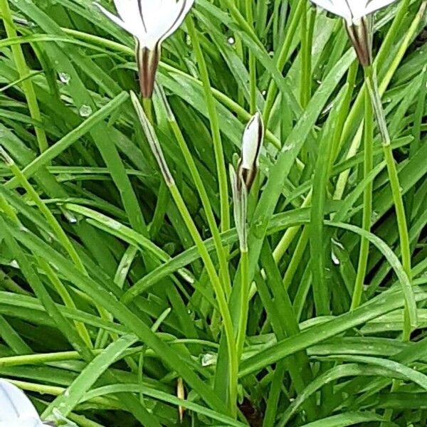 Ipheion uniflorum Агульны выгляд