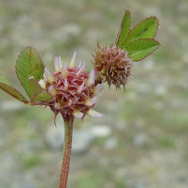 Trifolium glomeratum Owoc
