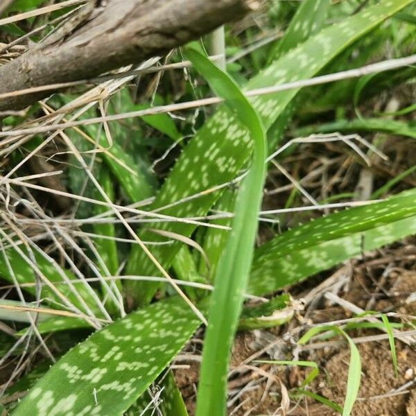 Aloe amudatensis Liść