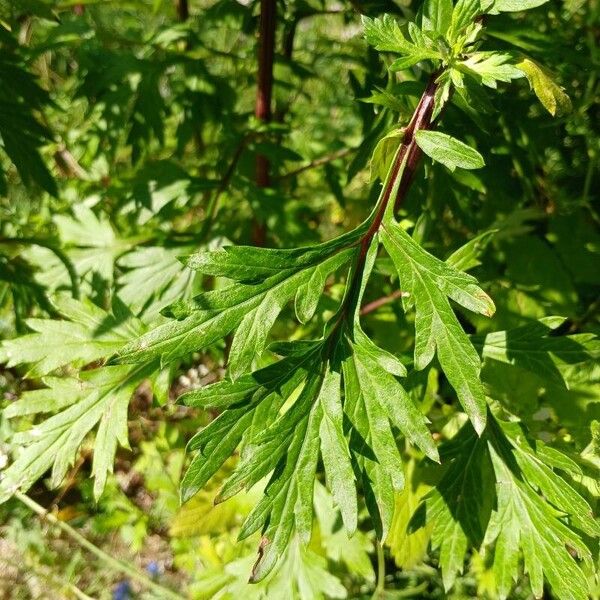 Artemisia vulgaris पत्ता