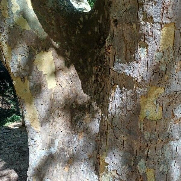 Platanus x hispanica Bark