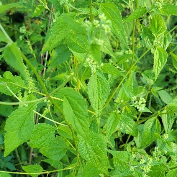 Ageratina aromatica Листок