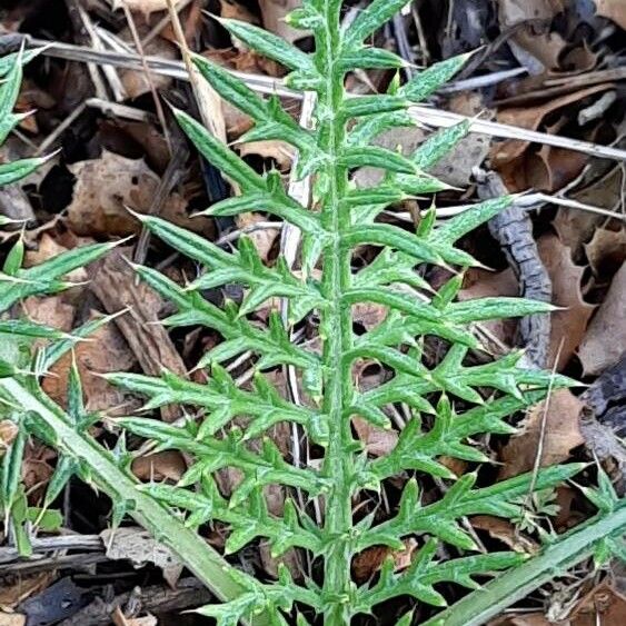 Cynara humilis Fulla