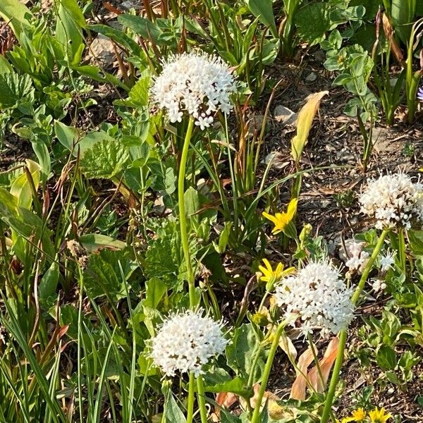 Valeriana sitchensis Flor