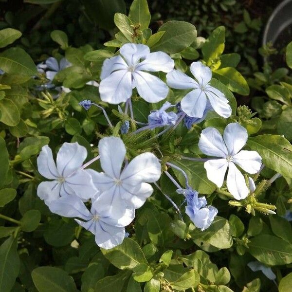 Plumbago zeylanica Flower