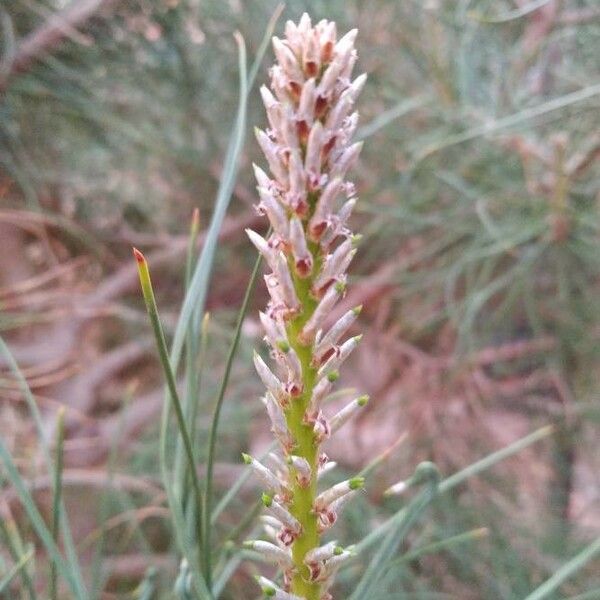 Pinus pinaster Flor