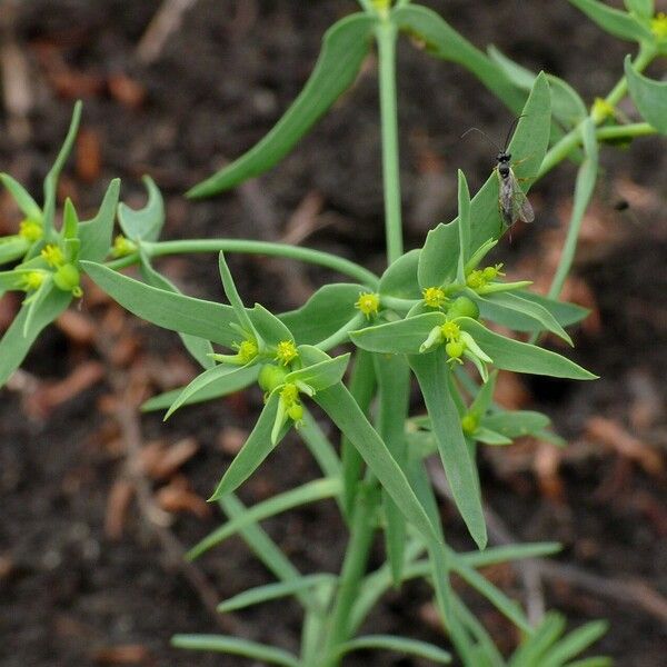 Euphorbia exigua 花