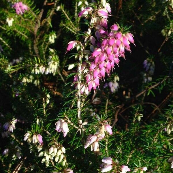 Erica cinerea Flower