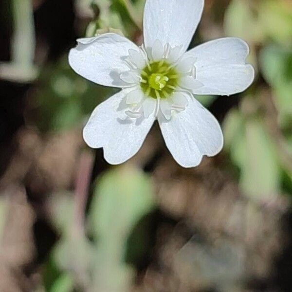 Atocion rupestre Flower