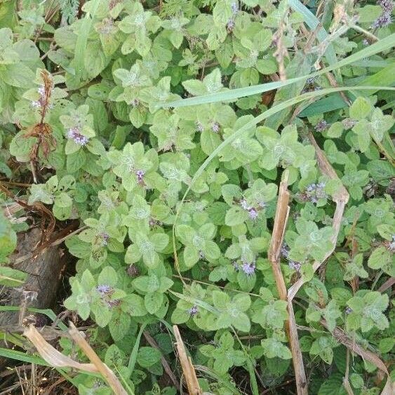 Mentha arvensis 整株植物