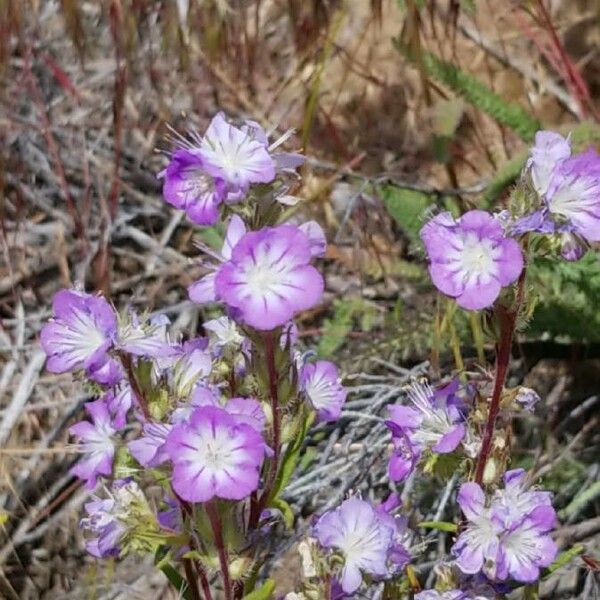 Phacelia linearis Квітка