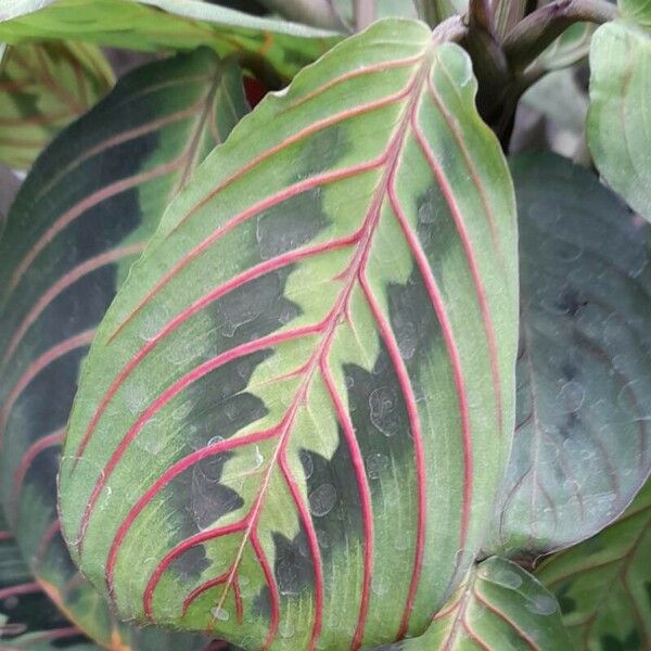 Maranta leuconeura Liść