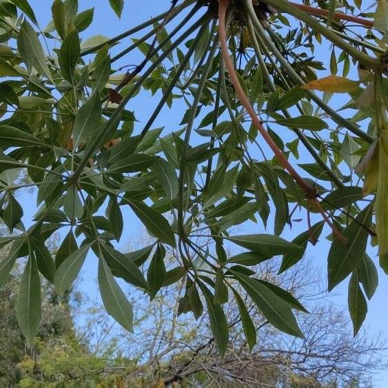 Cussonia paniculata Fuelha