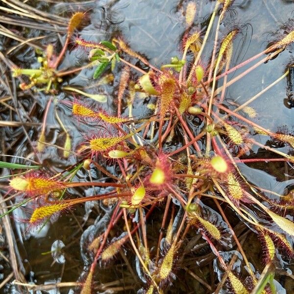 Drosera anglica Folio