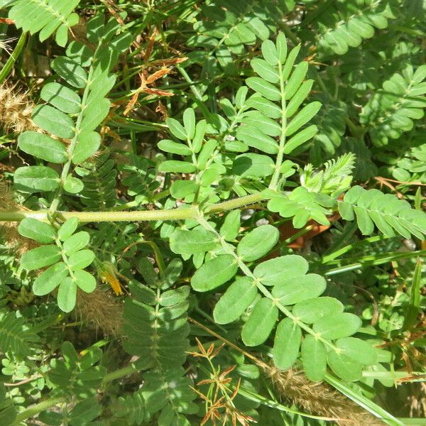 Tribulus cistoides ഇല