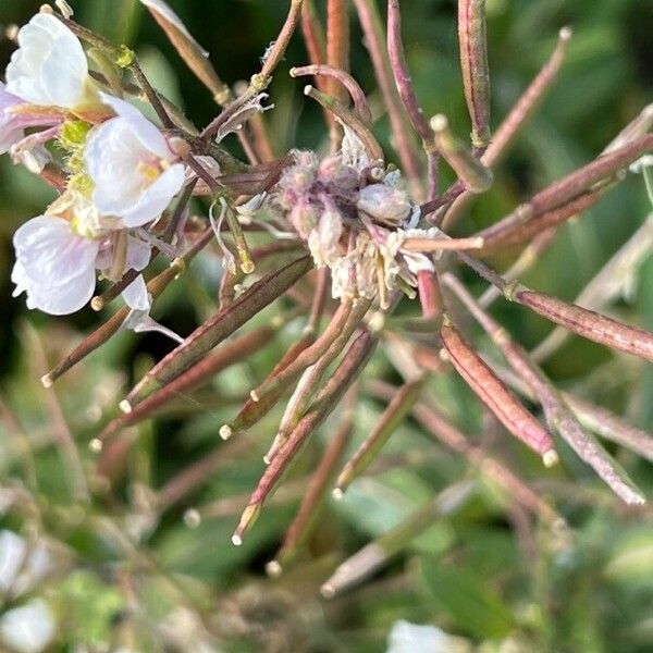 Diplotaxis erucoides Ffrwyth