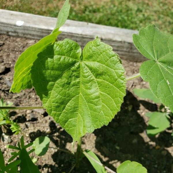 Abutilon theophrasti برگ