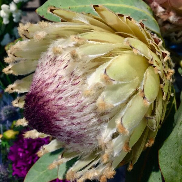 Protea cynaroides Flower