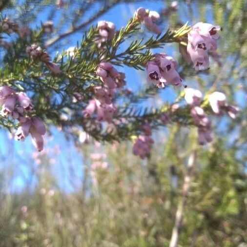 Erica erigena Blomma