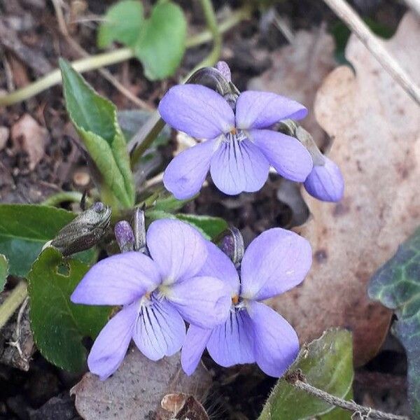 Viola odorata Flower