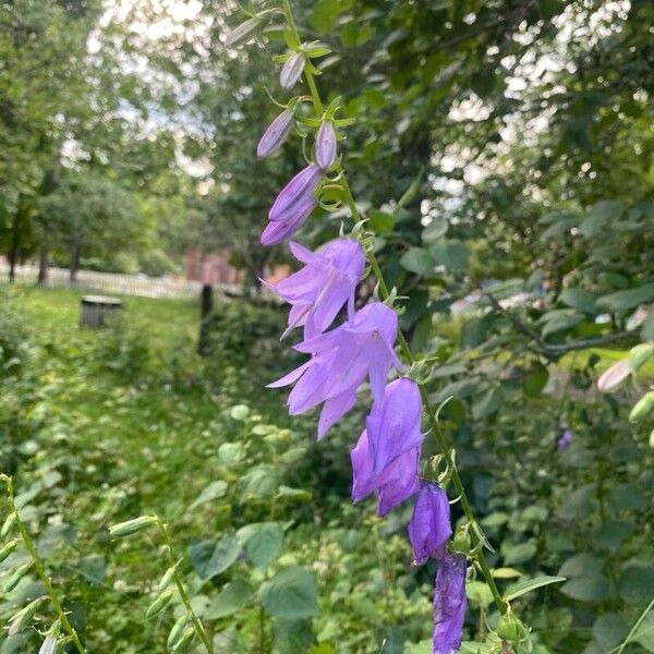 Campanula rapunculoides Цветок