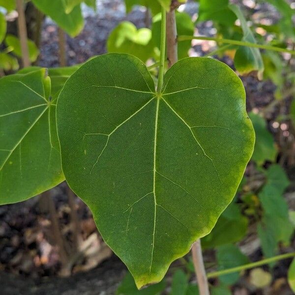 Thespesia populnea Feuille