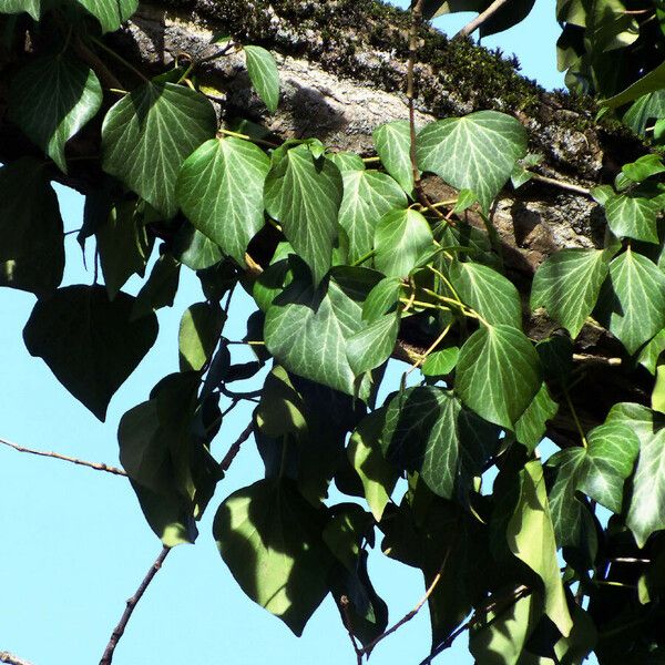 Hedera helix Yaprak