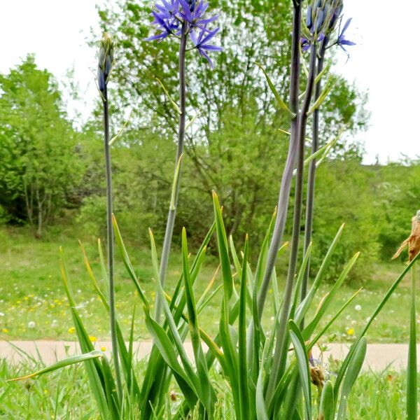 Camassia quamash Habitus