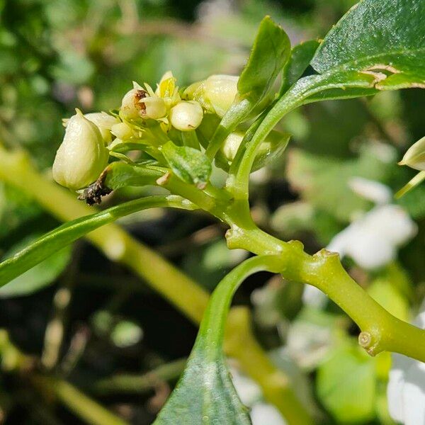 Impatiens walleriana Arall