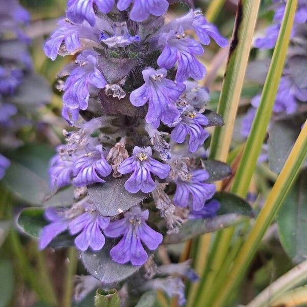 Ajuga genevensis Floare