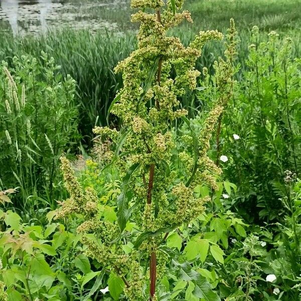 Rumex longifolius Yeri