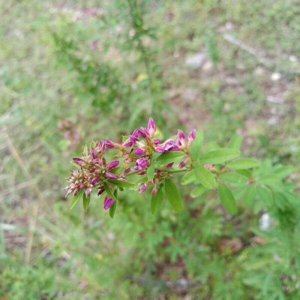 Lespedeza virginica Blad