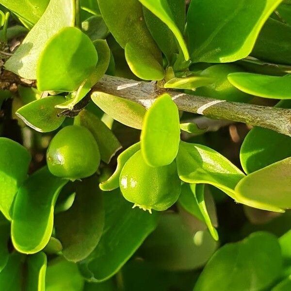 Pyrostria phyllanthoidea Fruit