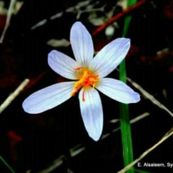 Crocus biflorus Flower