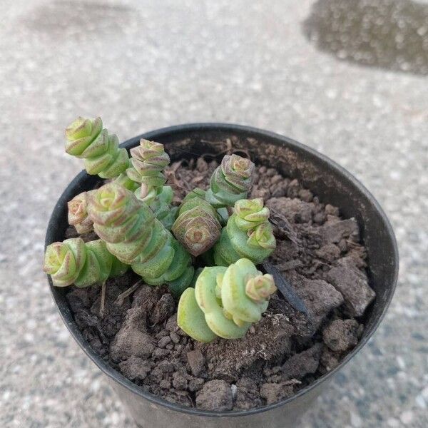 Crassula rupestris List