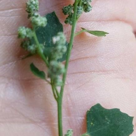 Chenopodium album Hoja