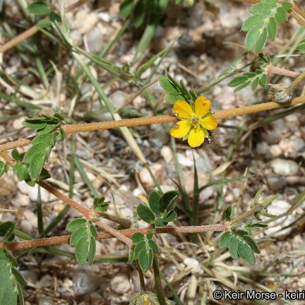 Kallstroemia californica عادت