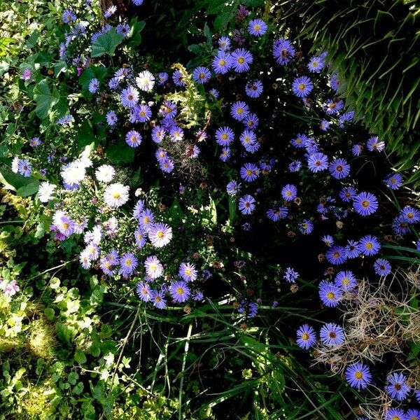 Aster amellus Συνήθη χαρακτηριστικά