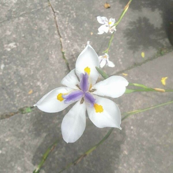 Dietes iridioides Flor