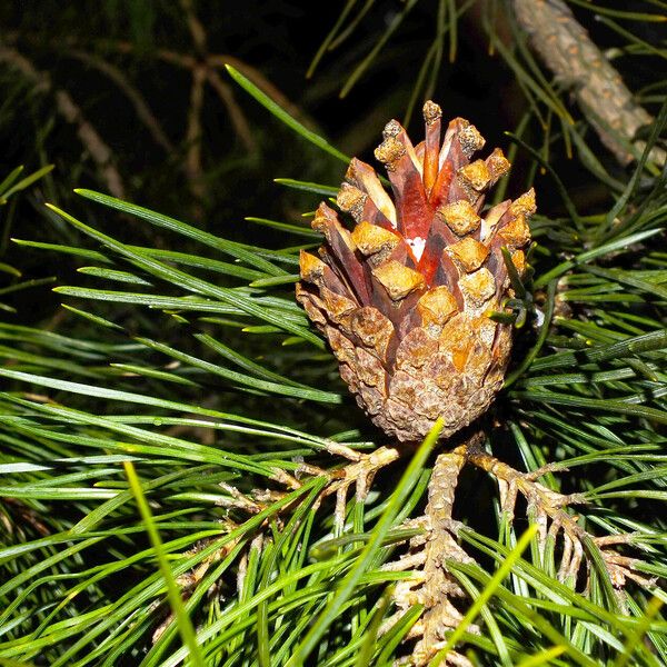 Pinus sibirica Fruit