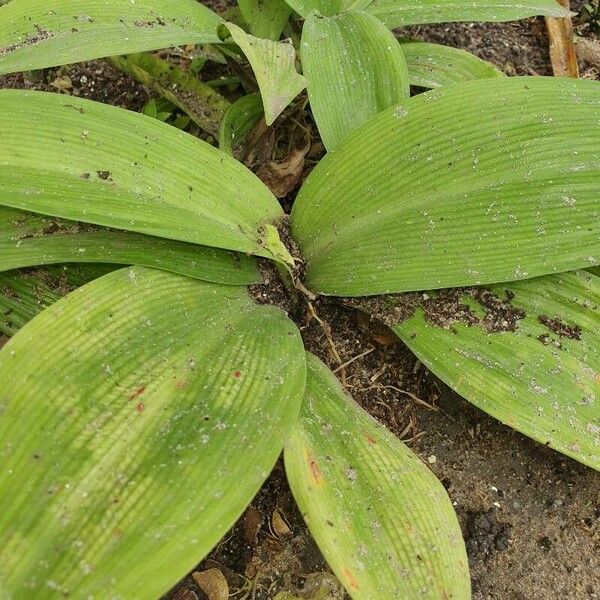 Aspidistra elatior ഇല