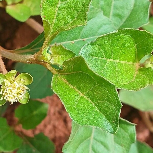 Acanthospermum australe Blad