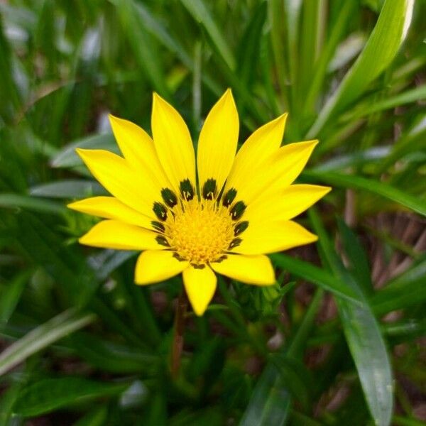 Gazania linearis Flors