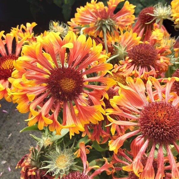 Gaillardia aristata Fleur