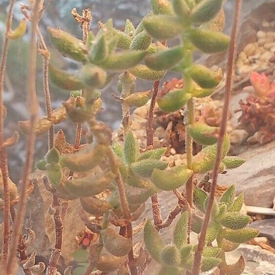 Crassula mesembryanthoides Leaf