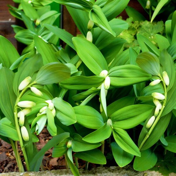 Polygonatum odoratum Агульны выгляд