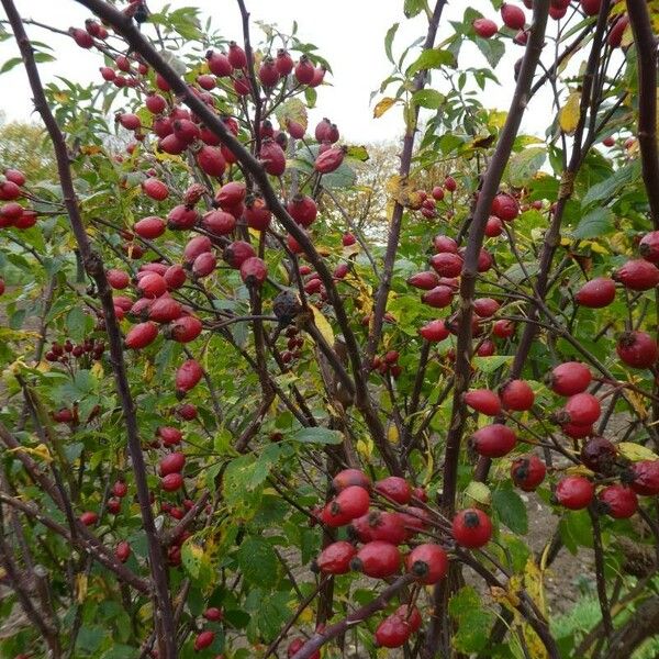 Rosa canina Fruit