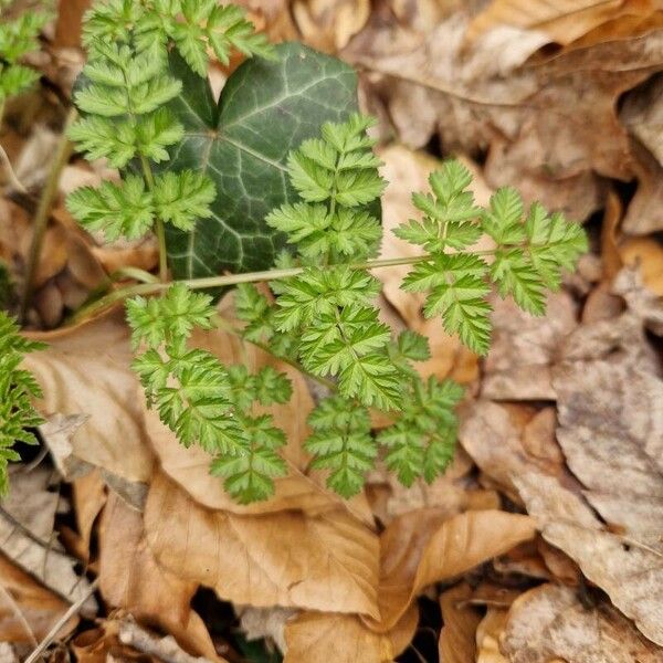 Anthriscus cerefolium Листок